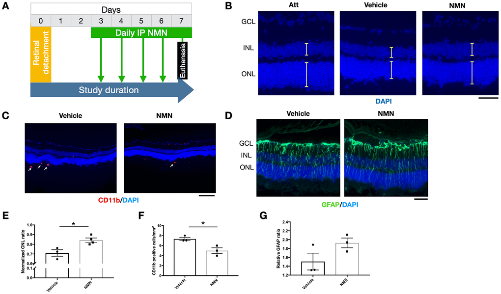 Protective effects of delayed NMN administration to retinal detachment (RD). (A) A flow chart for the in vivo experiments. (B–E) Delayed NMN administration still have protective effect to outer nuclear layer (ONL) thickness 7 days post RD. N = 3 to 4 eyes per group. Scale bar=50 μm. (C–F) Reduced number of CD11b+ infiltrating macrophages (red) in delayed NMN-treated groups compared to vehicle. N = 3 eyes per group. Scale bar: 100 μm. (D–G) No significance was found between NMN and vehicle treated retinas of the GFAP (green). N = 3 eyes per group. Scale bar: 50 μm. Statistical significance was analyzed with the unpaired Student's t-test. *p