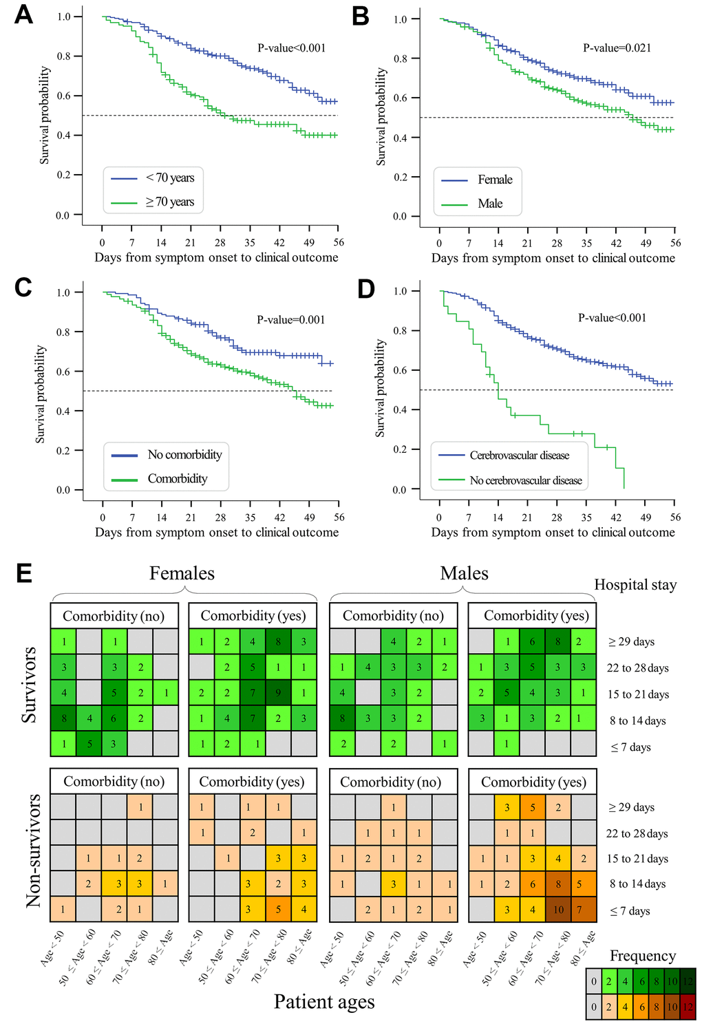 Kaplan-Meier curves and plots of hospital stays. (A) Survival probability of elderly patients ≥70 years versus young patients B) Survival probability of males versus females with COVID-19. (C) Survival probability of patients with versus without any comorbidity. (D) Survival probability of patients with versus without cerebrovascular disease. (E) Length of hospital stays under the conditions of patient age, gender, and comorbidities. Colored cells indicate the number of observed cases regarding the length of hospital stay. Days from symptom onset to clinical outcomes are shown in Supplementary Figure 3.