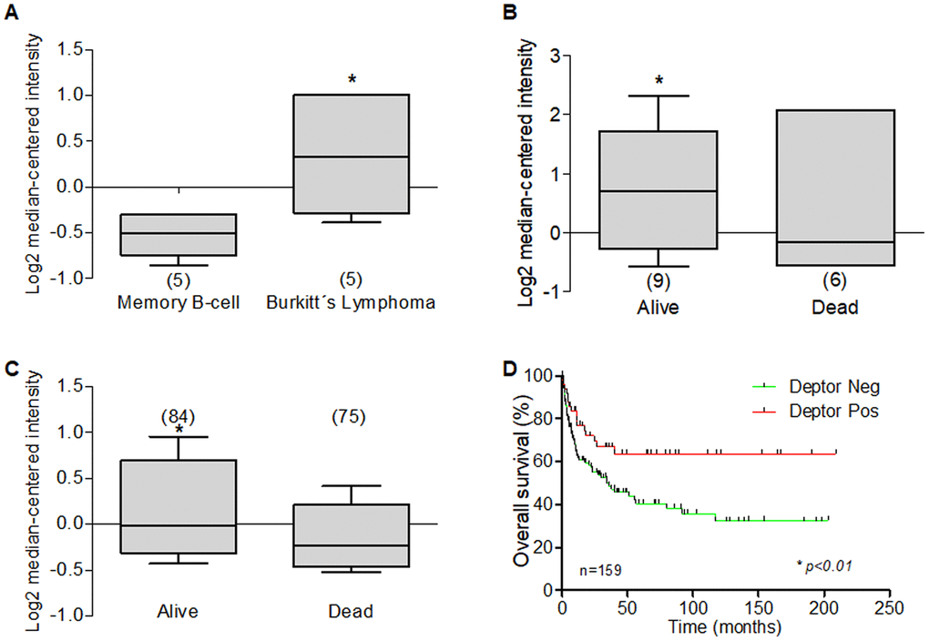 Deptor expression in Burkitt’s lymphoma. Oncomine analysis was done to revised Deptor expression in Burkitt’s Lymphoma. (A) In Brune et al, analysis, show high Deptor expression Burkitt’s lymphoma compared to memory b-cell (*pB) In Hummel et al, shows a moderate high Deptor expression the alive patients at 5 years or at total OS (C) (*p=N/S or *pD) Overall survival of patients with DLBCL according to Deptor expression. Number of patients (n) is listed next to the graph (*p>0.01).