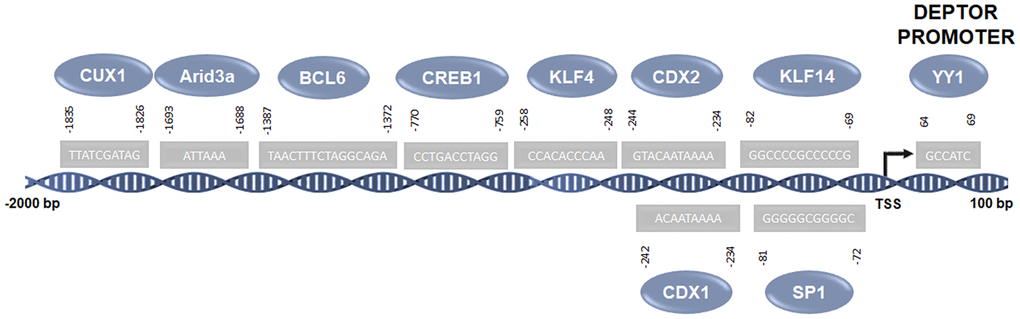 Predicted Transcription factors involved in the regulation of Deptor. Predicted transcription factors involved in the Deptor regulation according of bioinformatic analysis using the Jaspar platform (http://jaspar.genereg.net) [52].