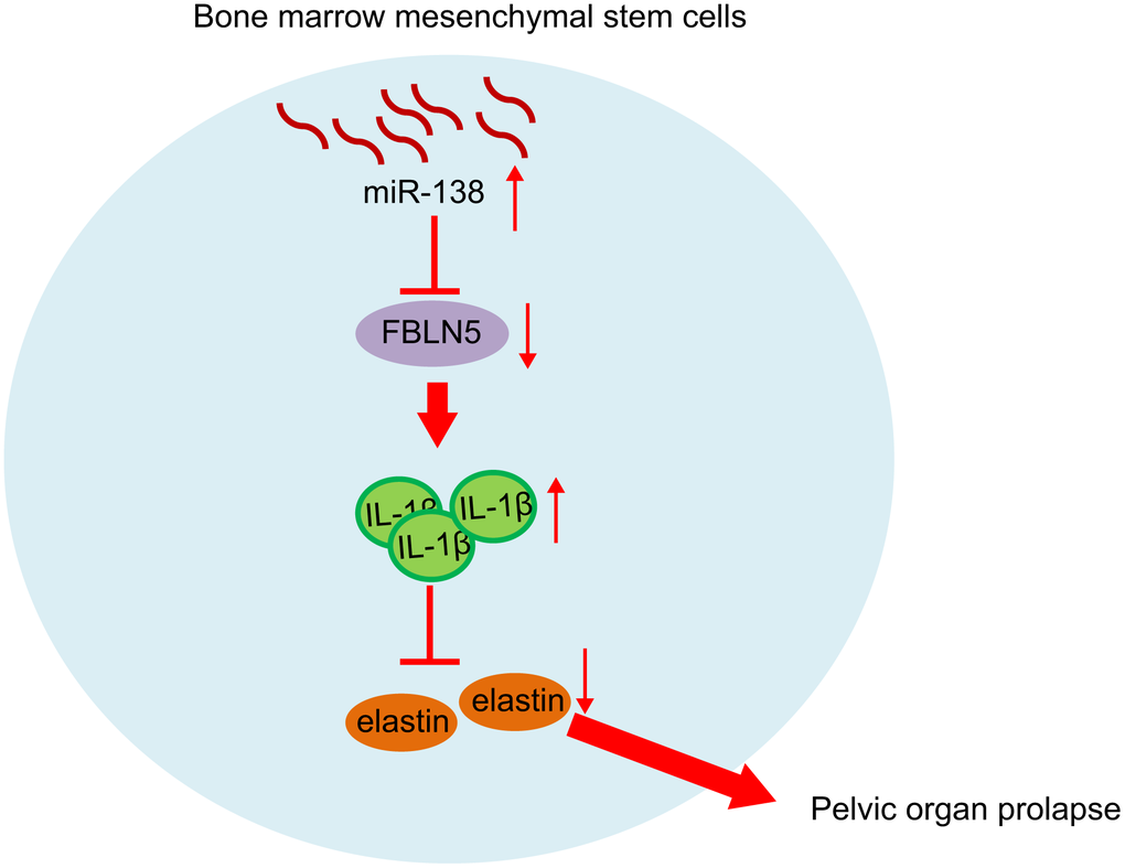 miR-138 promoted the expression of IL-1β by targeting FBLN5, and the up-regulation of IL-1β expression inhibited the expression of elastin and promoted POP progression. After silencing miR-138 in BMSCs and transplant, the POP in PFD rats was alleviated.