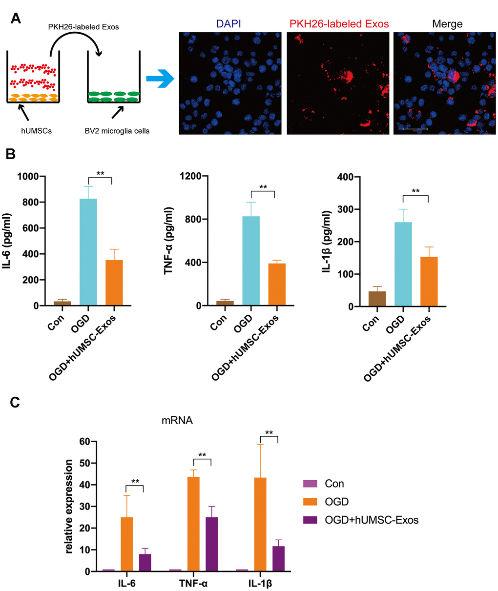 Treatment with hUMSC-Exos reduces microglial pro-inflammatory activity in vitro. (A) Confocal imaging demonstrating uptake of PKH-26-labeled exosomes (red) by BV2 microglia. Scale bar: 50 μm. (B) Lower protein levels of pro-inflammatory cytokines IL-6, TNF-α, and IL-1β in the hUMSC-Exos treatment group. (C) Levels of IL-6, TNF-α, and IL-1β mRNA as detected using qRT-PCR. Data are expressed as mean ± SEM (experiments were performed at least in triplicate). Significant differences are indicated (*p 