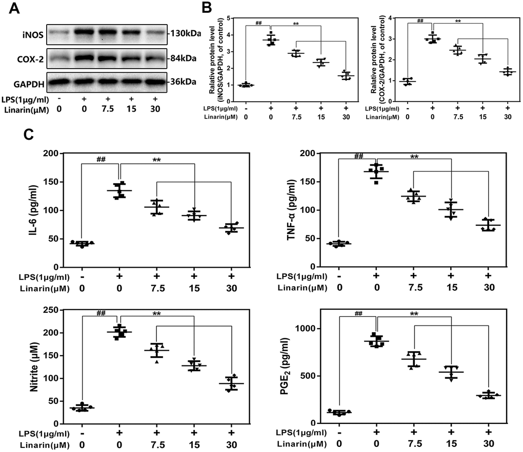 Influence of Linarin in LPS-induced inflammatory reaction in human chondrocytes. (A, B) iNOS and COX-2 protein level in chondrocytes measured by western blot. (C) Effect of Linarin on LPS-exposed IL-6, TNF-α, PGE2, and NO production in human chondrocytes. The data in the figures represent the averages ± S.D. Significant differences among different groups are indicated as ##P P 