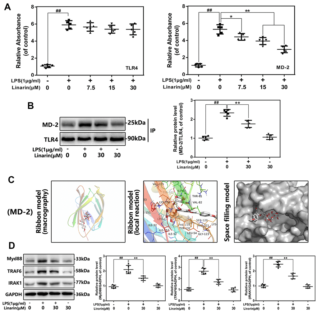 Influence of Linarin on LPS-induced TLR4/MD-2 signaling activation. (A) The binding of biotin labeled LPS to rhMD-2 and rhTLR4 was examined by competitive ELISA. (B)The complexes of TLR4-MD-2 in chondrocytes treated as above were detected by immunoprecipitation. (C) Linarin was docked with the MD-2 structure. Docking studies were performed as described in Materials and methods. The protein residues are shown in a ribbon model. The proposed binding pose of Linarin shows interactions with LYS-132. The space filling models show the binding of Linarin in the inhibitory binding pockets. (D) The protein expressions of MyD88, IRAK-1 and TRAF-6 in chondrocytes treated as above were detected by western blot. The data in the figures represent the averages ± S.D. Significant differences among different groups are indicated as ##P P 