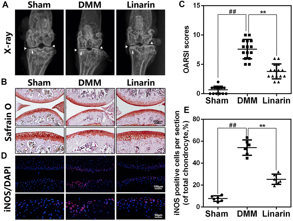 Linarin attenuates OA development in vivo. (A). Digital X-ray image of mouse knee joints from different experimental groups. Narrowing of joint space was found in both OA and treatment group (white triangles), the calcification of cartilage surface was obviously shown in OA group (white arrows). (B). Representative S-O staining of cartilage from different experimental groups at 8 weeks post-surgery (scale bar: 200 μm). (C). Diagrams showed the OARSI scores of cartilage. (D, E) The immunofluorescence staining of iNOS in mouse knee articular cartilage (scale bar: 20 μm). The data in the figures represent the averages ± S.D. Significant differences among different groups are indicated as ##PP