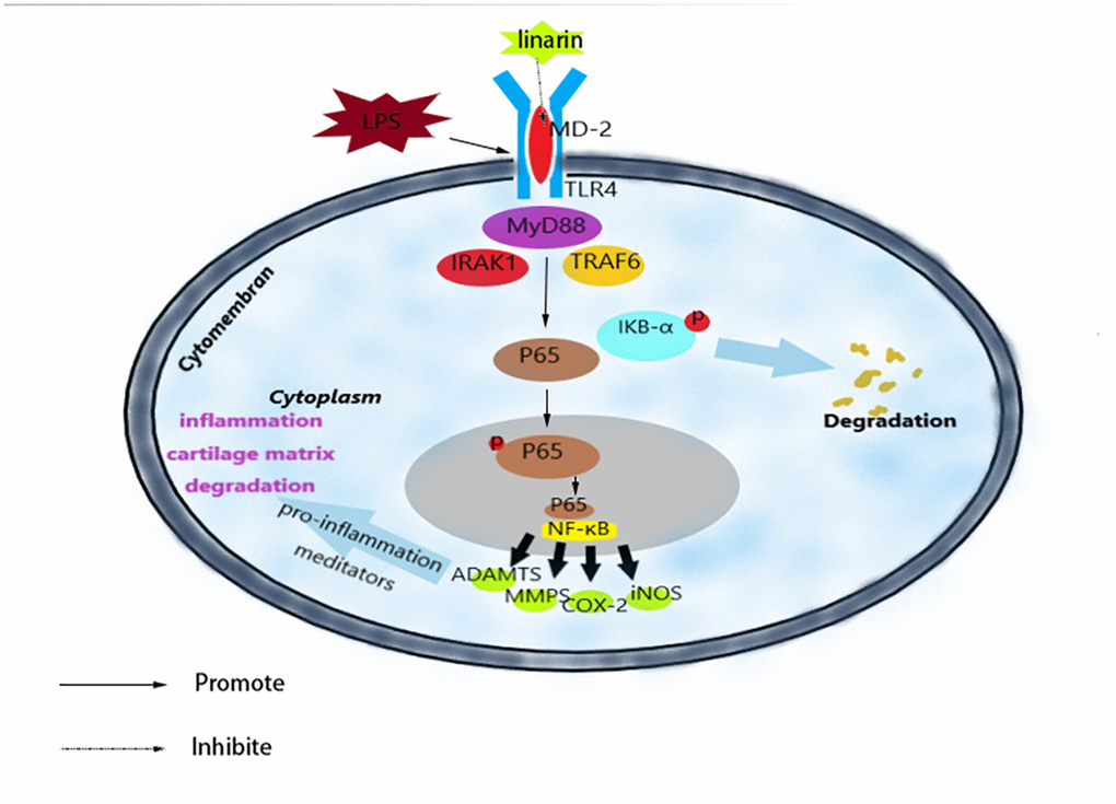 Schematic illustration of the potential protection of Linarin in OA process.