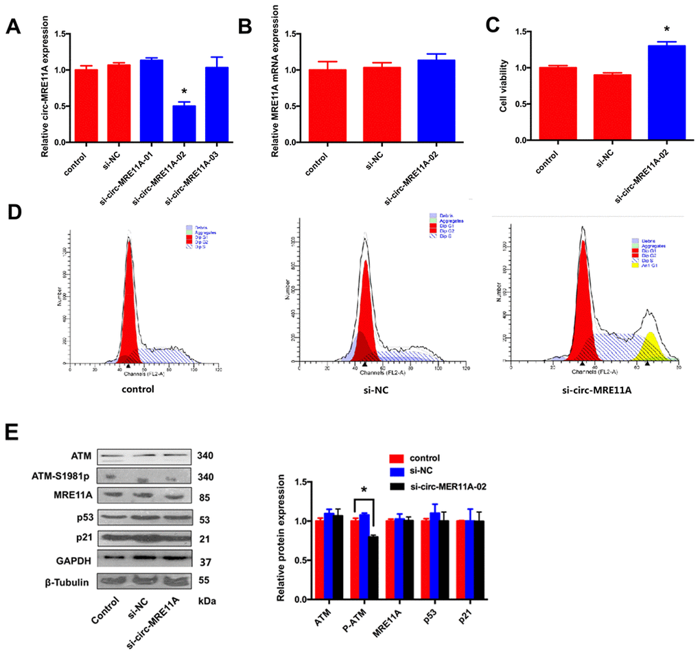 Knock-down of circMRE11A enhanced viability of SRA01/04 cell lines in vitro. (A). Designing three circMRE11A-specifific small interfering RNAs (siRNAs) targeted the back-splice junction sequence to knock down the expression levels of circMRE11A in LECs. Determining by qRT-PCR, the level of circMRE11A decreased after transfecting cells with siRNA-02 compared with the other siRNAs. *pB). SiRNA-02 targeting the back-splice junction of the circMRE11A which did not affect the expression of MRE11A mRNA. (C). CCK-8 showed that silencing of circMRE11A enhanced cell viability in the cell lines compared with controls. *pD). Flow cytometry demonstrated that silencing of circMRE11A promoted G1 entering S which means the progression of cells into the DNA synthesis phase (S phase). (E). Western blot showed that knockdown of circMRE11A deceased expression of ATM-S1981p, but not other proteins ATM, MRE11A, p53 and p21. Densities of bands were quantified by Image J software. Tubulin or GAPDH levels were measured in parallel, served as internal controls. *p