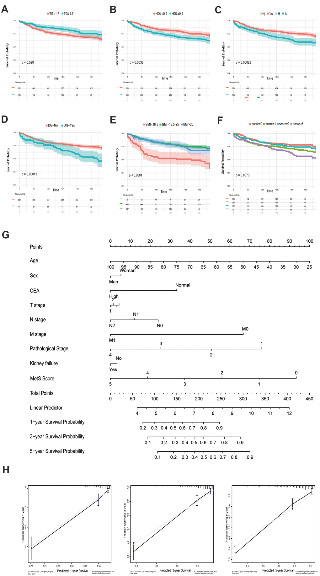 Kaplan-Meier curves for CRC patients stratified by metabolic syndrome. Kaplan-Meier analysis of overall survival (OS) of TG (A), HDL (B), hypertension (C), diabetes mellitus (D), BMI (E) and metabolic syndrome (F); (G). Nomogram developed by integrating metabolic syndrome and clinical pathological parameters for predicting 1-, 3-, 5-year survival of CRC patients; (H). Calibration curve for risk of 1-, 3-, 5-year survival of CRC metabolic syndrome.