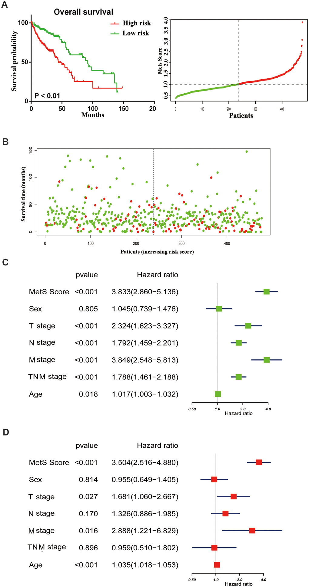 The distribution of gene MetS Score in the TCGA cohort. (A). K-M survival curve of the low- and high- MetS Score for TCGA CRC patients; (B). The distributions of the MetS Score and survival status for each CRC patients; (C). Forest plot summary the univariable analyses of overall survival of gene MetS Score; (D). Forest plot summary the multivariable analyses of overall survival of gene MetS Score.