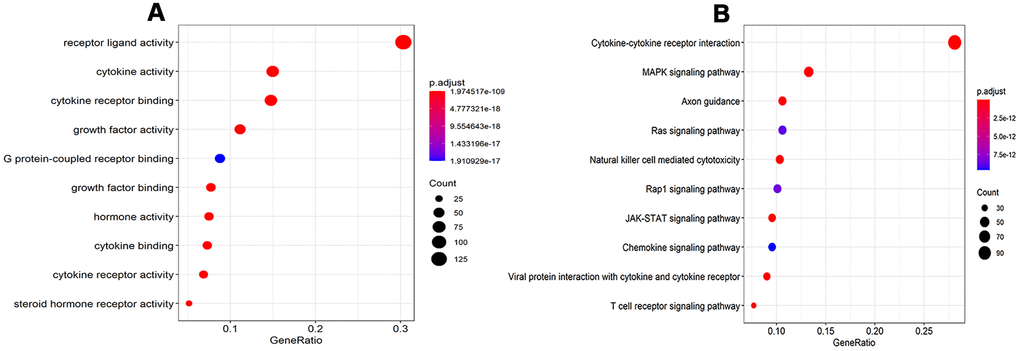 GO analysis and KEGG pathways of IRGs. (A) GO analysis of differentially expressed IRG. (B) KEGG pathways of IRGs. Abbreviations: GO, Gene Ontology. KEGG, Kyoto Encyclopedia of Genes and Genomes. IRGs, immune-related genes.