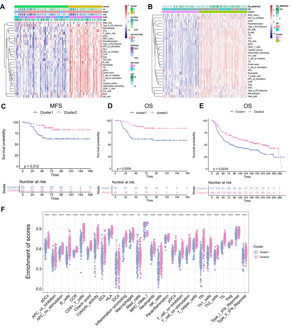 TME Clusters of Triple-negative breast cancer. (A) TNBC TME clusters in training set. Unsupervised clustering of tumor microenvironment immune cells for 107 TNBC patients from training set. Clinicopathological information including age, MFS, OS, as well as TME clusters, is shown in annotations above. (B) TNBC TME clustering in the validation set. Unsupervised clustering of tumor microenvironmental immune cells from 299 cases of TNBC from validation set. The OS and the number of months of survival are shown in the comments above. (C) Kaplan–Meier curves for Metastasis-free survival (MFS) stratified by TME clusters in the GEO cohort. (D) Kaplan–Meier curves for overall survival (OS) stratified by TME clusters in the training set. Hierarchical clustering was performed using Euclidean distance and ward linkage. (E) Kaplan–Meier curves for overall survival (OS) stratified by TME clusters in the validation set. (F) The abundance of immune-related terms in the Cluster 1 and 2.