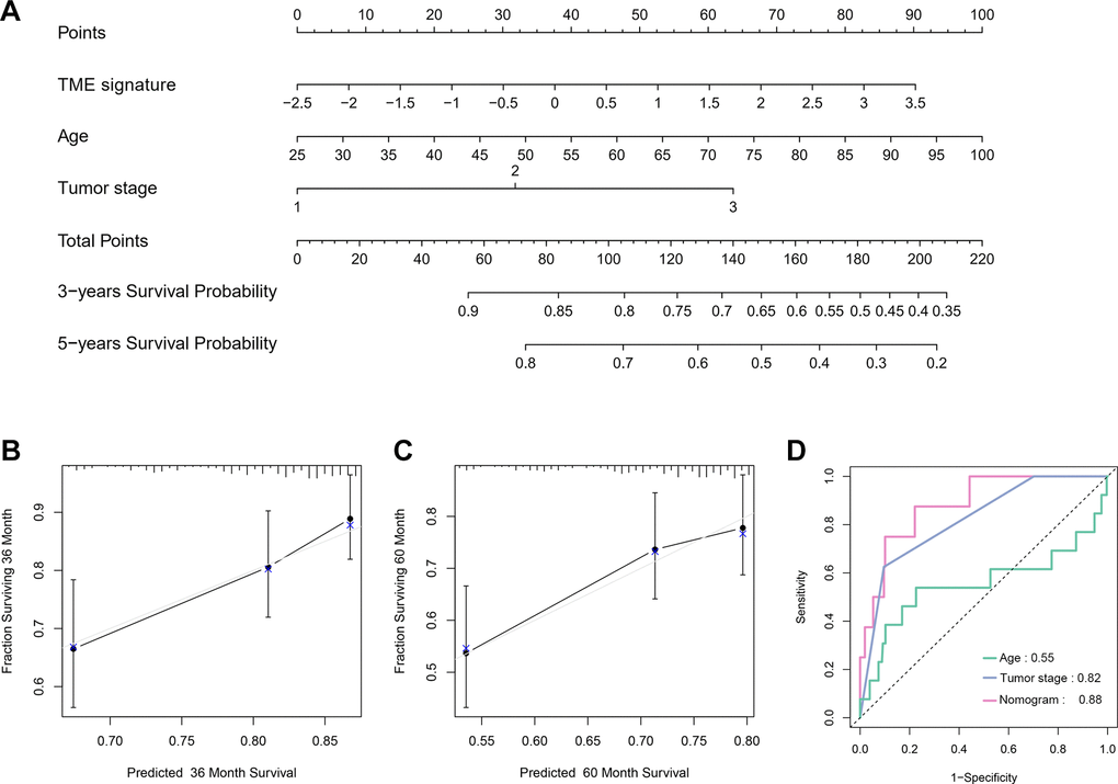 Nomogram construction and evaluation. (A) Nomogram for predicting 3- and 5-year survival probabilities of TNBC. Three points are allocated for age, tumor stage and TME signature. Draw a vertical straight line from the variable value to the axis labeled “Points”. Then calculate all variables’ points. The total points on the bottom scales that correspond to the 3- and 5-y survival were showed apparently. (B, C) Calibration curves for predicting 3-y (B) and 5-y (C) OS. Predicted survival produced by nomogram is plotted on the x-axis, and actual survival is plotted on the y-axis. Dashed lines represent an identical calibration model in which predicted OS approximate to actual OS. (D) Comparison of the predictive accuracy of nomogram, tumor stage and age.