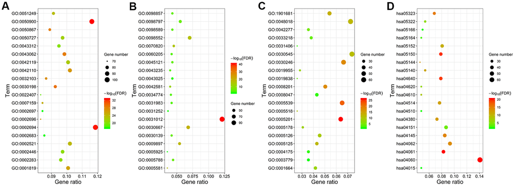 Functional enrichment analysis of the differentially expressed IRGs. GO and KEGG pathway analyses results show the most enriched GO terms related to (A) biological functions (BF), (B) cellular component (CC), and (C) molecular functions (MF), and (D) KEGG pathways related to differentially expressed IRGs.