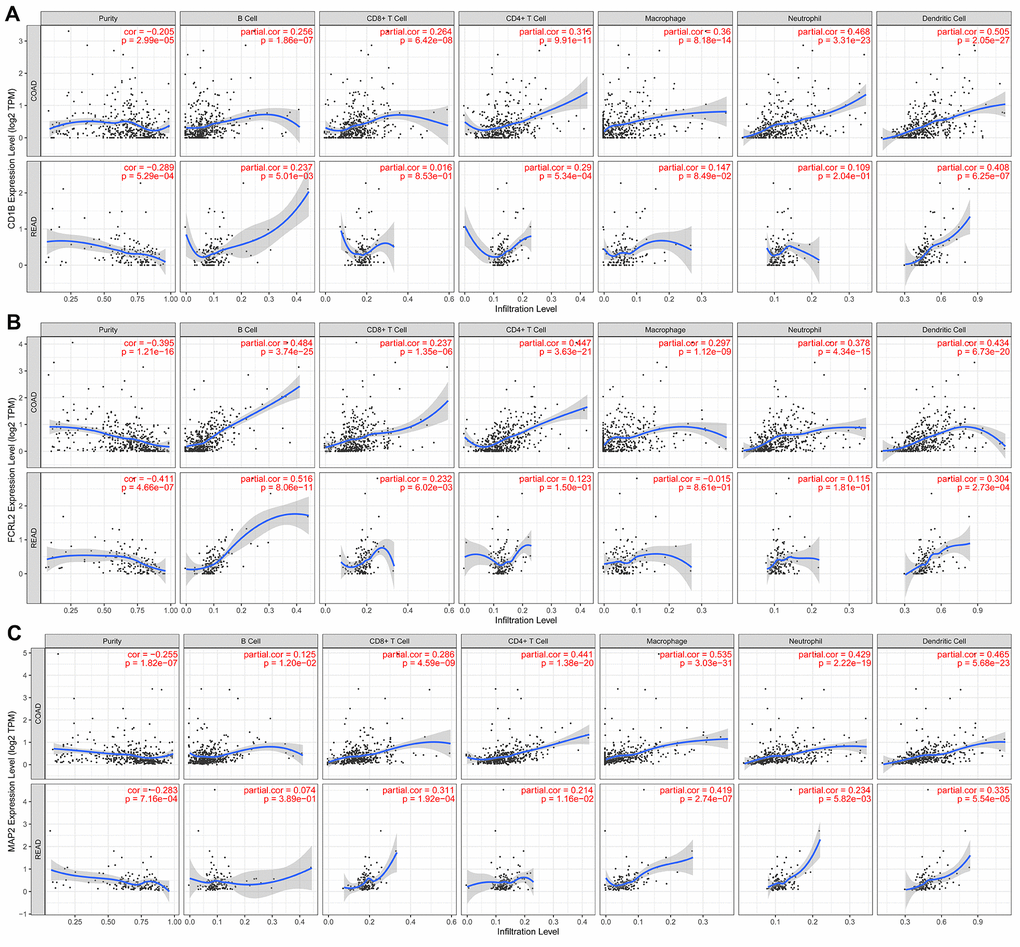 The expression of specific prognostic IRGs correlates with the abundance of tumor-infiltrated immune cell types in the CRC tissues. (A) The correlation analysis between CD1B gene expression and the proportions of six types of immune cells (B cells, CD4+ T cells, CD8+ T cells, macrophages, neutrophils, and dendritic cells) in the CRC tissues. (B) The correlation analysis between FCRL2 gene expression and the proportions of six types of immune cells (B cells, CD4+ T cells, CD8+ T cells, macrophages, neutrophils, and dendritic cells) in the CRC tissues. (C) The correlation analysis between MAP2 gene expression and the proportions of six types of immune cells (B cells, CD4+ T cells, CD8+ T cells, macrophages, neutrophils, and dendritic cells) in the CRC tissues.