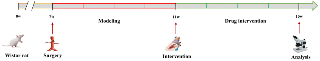 A flow diagram showing experimental design.