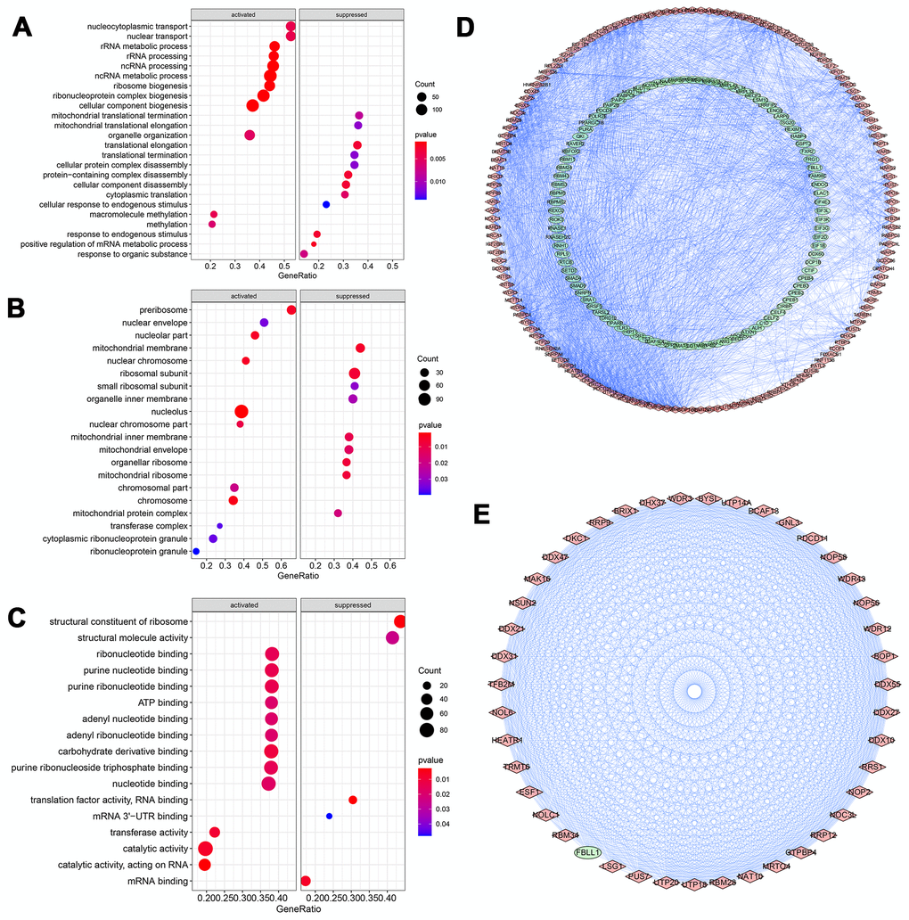 GO Enrichment analysis and protein-protein interaction (PPI) network of DERBPs. (A) Biological process; (B) Cellular component; (C) Molecular function; (D, E) PPI network of all and core module related DERBPs, respectively. Red and green nodes represent up- and down-regulated DERBPs, respectively.