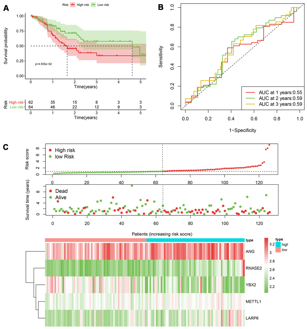 The performance of the 5-RBP risk model in the testing TCGA cohort. (A) Survival curve for low- and high-risk groups; (B) Time-ROC curves of overall survival for validation; (C) Risk score distribution (upper), survival status (middle) and expression heatmap (bottom).