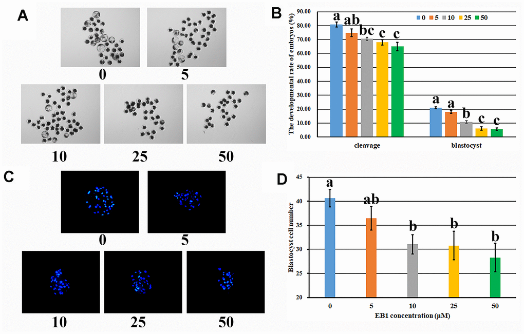 Effect of EB1 with different concentrations on early embryo development. (A) blastocyst (× 40). (B) cleavage rate and blastocyst rate. (C) blastocyst cell number (× 200). (D) average blastocyst cell number. a-cValues for a given group in columns with different superscripts differ significantly (p 