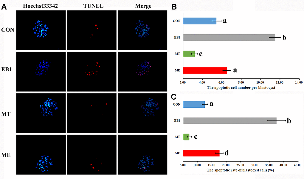 Effect of melatonin on apoptosis in EB1-exposed embryos. (A) blastocyst cell apoptosis status (× 200). (B) average apoptotic cell number per blastocyst. (C) blastocyst cell apoptotic rate. The number of blastocysts for apoptosis detection in the CON, EB1, MT or ME group was 29, 16, 32 or 25, respectively. CON, the control group. EB1, embryos treated with EB1. MT, embryos treated with melatonin. ME, embryos treated with both melatonin and EB1. a-dValues for a certain group in columns with different superscripts differ significantly (p 