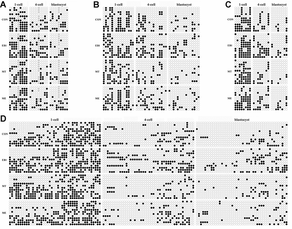 Effect of melatonin on DNA methylation statuses of genome and pluripotent genes in EB1-exposed embryos. (A–D) DNA methylation statuses of genome (CenRep), Oct4, Nanog and Sox2, respectively. CON, the control group. EB1, embryos treated with EB1. MT, embryos treated with melatonin. ME, embryos treated with both melatonin and EB1. The black and white circles are the methylated and unmethylated CpG sites, respectively, and the gray circles represent the mutated and/or single nucleotide polymorphism (SNP) variation at the certain CpG sites.