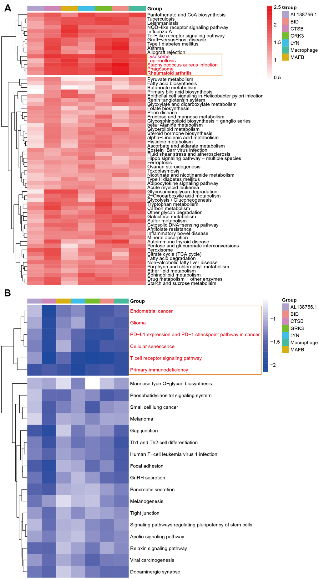 The GSEA in response to AL138756.1, CTSB, MAFB, LYN, GRK3, BID, and macrophage GSVA score. (A) shows the significant terms correlated with higher value, while (B) presents the opposite case.