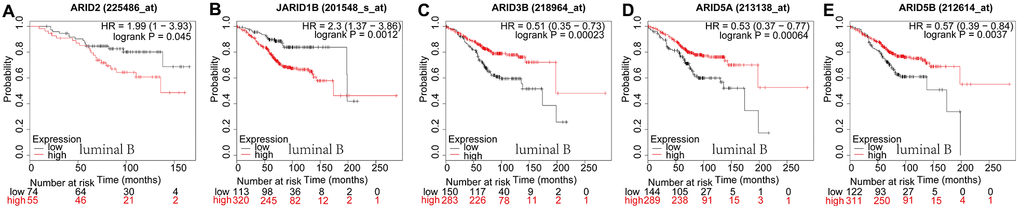 Prognostic values of ARID members in luminal B type breast cancer patients. (A–E) Survival curves of ARID2((Affymetrix IDs:225486