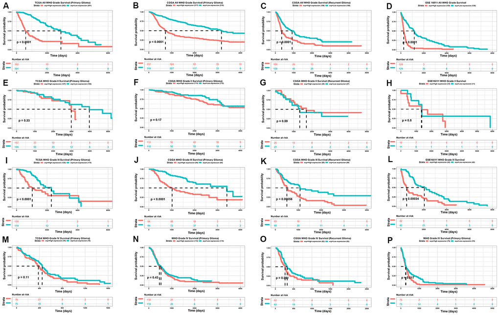 Kaplan-meier analysis of TP73-AS1. (A–D) Kaplan-Meier analysis of OS for the expression of TP73-AS1 in all WHO grades in the TCGA primary glioma dataset (A), CGGA primary glioma dataset (B), CGGA recurrent glioma dataset (C), and GSE16011 primary glioma dataset (D). (E–H) Kaplan-Meier analysis of OS for the expression of TP73-AS1 in WHO grade II in the TCGA primary glioma dataset (E), CGGA primary glioma dataset (F), CGGA recurrent glioma dataset (G), and GSE16011 primary glioma dataset (H). (I–L) Kaplan-Meier analysis of OS for the expression of TP73-AS1 in WHO grade III in the TCGA primary glioma dataset (I), CGGA primary glioma dataset (J), CGGA recurrent glioma dataset (K), and GSE16011 primary glioma dataset (L). (M–P) Kaplan-Meier analysis of OS for the expression of TP73-AS1 in WHO grade IV in TCGA primary glioma dataset (M), CGGA primary glioma dataset (N), CGGA recurrent glioma dataset (O), and GSE16011 primary glioma dataset (P).