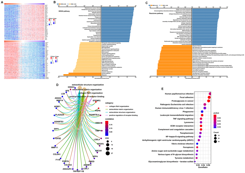 Function and pathway enrichment analysis for TP73-AS1. (A) Heatmaps normalized using the Z-scores of the top 50 genes positively and negatively correlated with TP73-AS1. (B, C) Significant GSEA results of TP73-AS1, including KEGG pathways (B) and Reactome pathways (C). (D) Significant Gene Ontology terms of TP73-AS1. (E) Significant KEGG pathways of TP73-AS1.