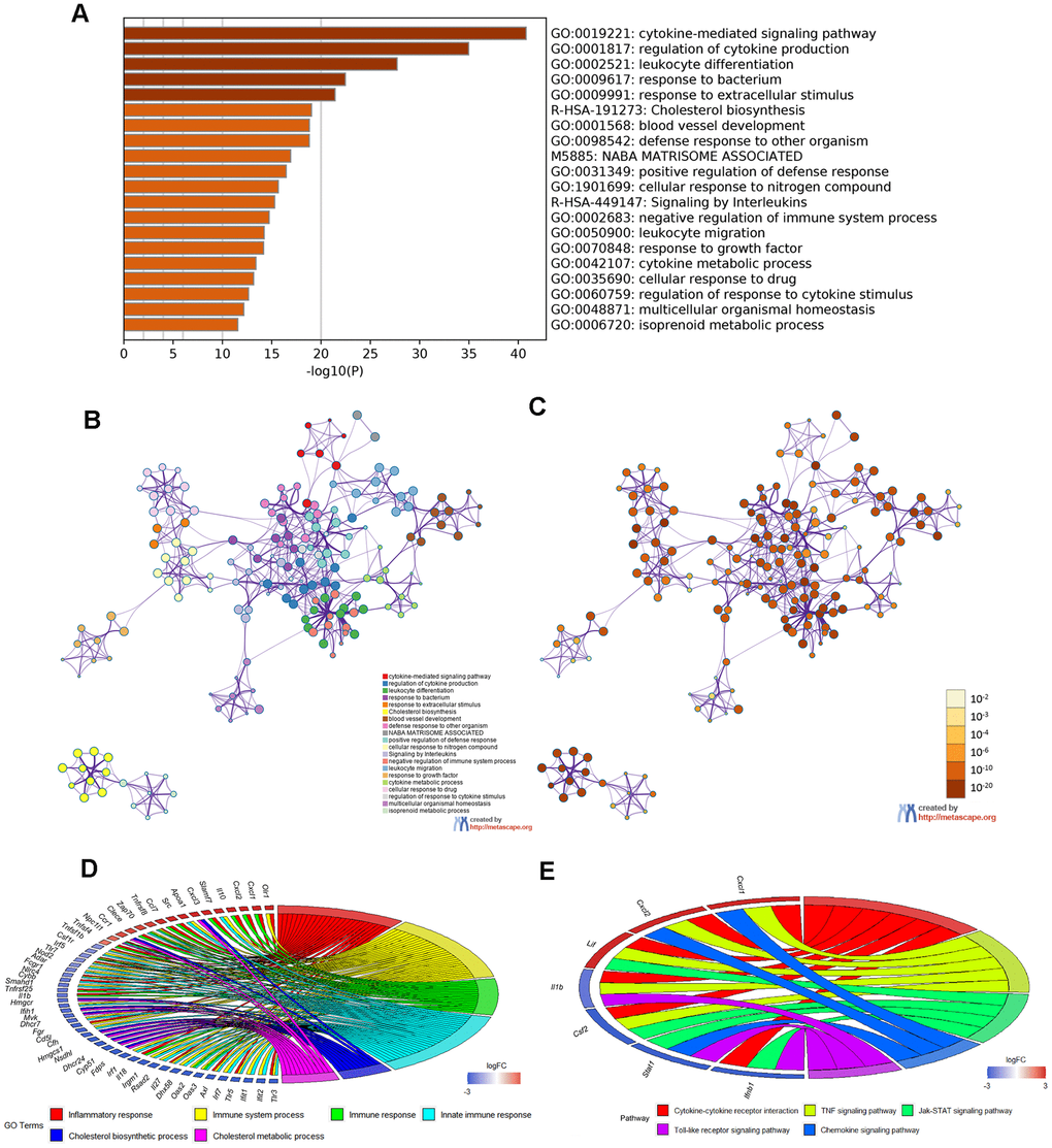 Enrichment analysis of Metascape and overlapped DEGs. (A) Bar graph of enriched terms, colored according to P value. Networks of enriched terms: (B) colored according to cluster ID and (C) colored according to P value. (D, E) Chord plot of the relationship between the overlapped DEGs and their corresponding GO and KEGG terms, together with the log2FC of the genes. Left half of Chord indicates whether the gene expression was up- or down-regulated. The right half represents different terms with different colors.