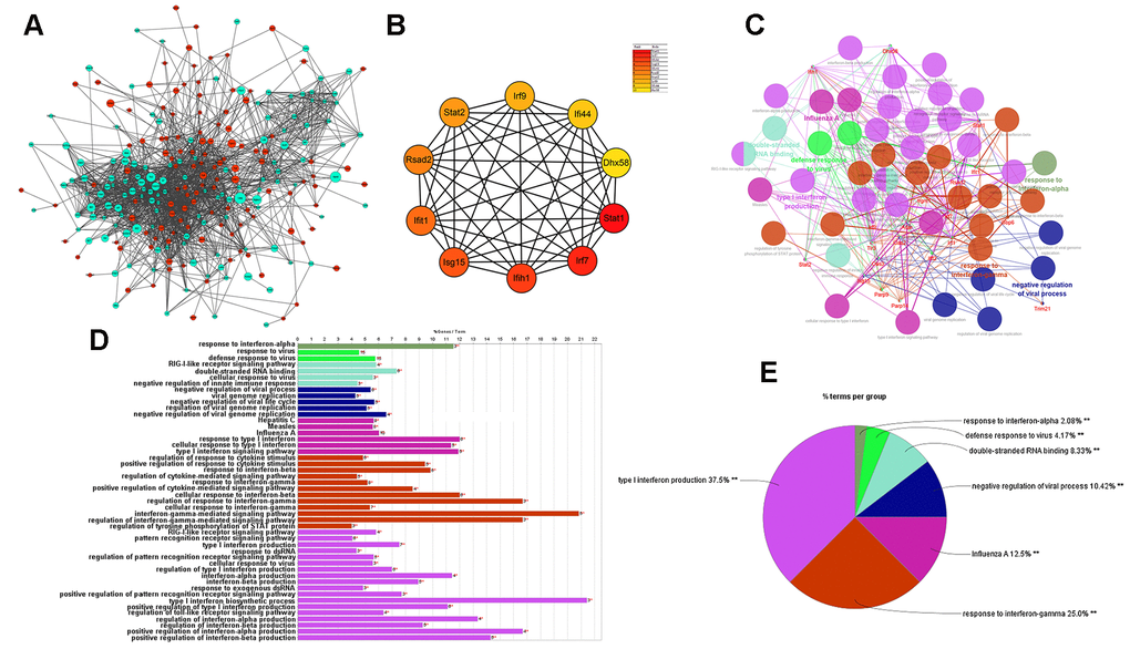 Results of analysis of the PPI network associated with atherosclerosis. (A) The PPI network of DEGs associated with atherosclerosis. The green circles represent down-regulated DEG-encoded proteins and the red circles represent upregulated DEG-encoded proteins. The size of the circle indicates the abundance of gene expression. (B) The top 10 hub genes in the PPI network by MCC method. (C–E) A function subnet module analysis performed by ClueGO. Terms are presented in different colors. PPI, Protein–Protein Interaction.