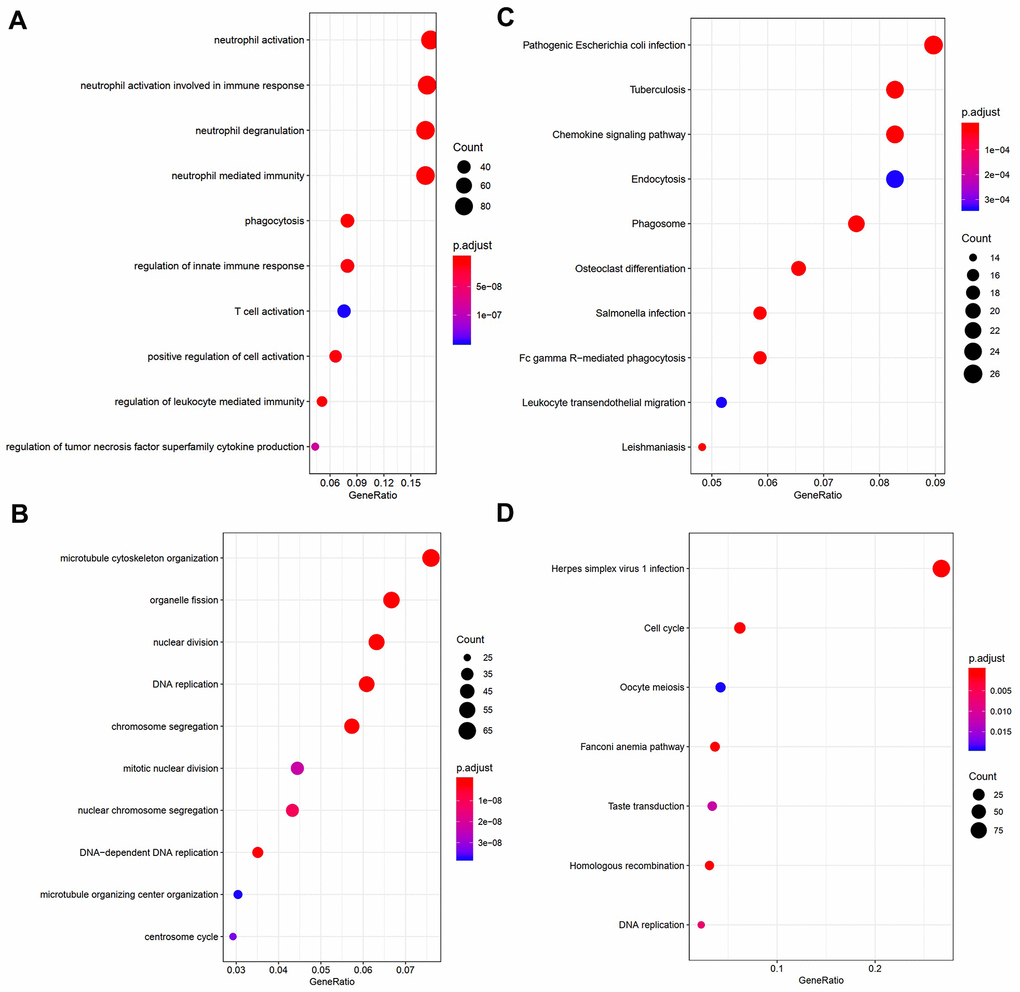 Visualization of part of GO bio-functional analysis results in (A) blue and (C) turquoise module. Visualization of part of KEGG analysis results in (B) blue and (D) turquoise module.