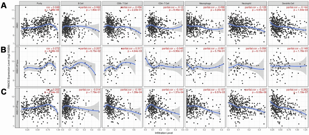 Correlation between the level of FANCE expression and immune infiltration in HNSC obtained from the TIMER database (https://cistrome.shinyapps.io/timer/). (A) FANCE expression was significantly negatively correlated with infiltration of CD4+ T cells, macrophages, neutrophils, and dendritic cells in HNSC. Tumor purity and FANCE were found to have a significant positive correlation, while B cell and CD8 + T cell infiltration levels and FANCE expression were not significantly correlated. (B, C) Similar negative correlations were observed with the level of infiltrating lymphocytes in HPV-negative HNSC samples, but no significant correlation was found in HPV-positive patients.