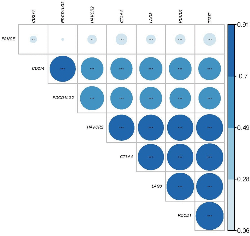 Relationship between FANCE and immune checkpoint related genes. The larger the area of the circle, the darker the color and the greater the correlation. The asterisk in the circle indicates statistical significance. The results showed that there was a significant correlation (*P