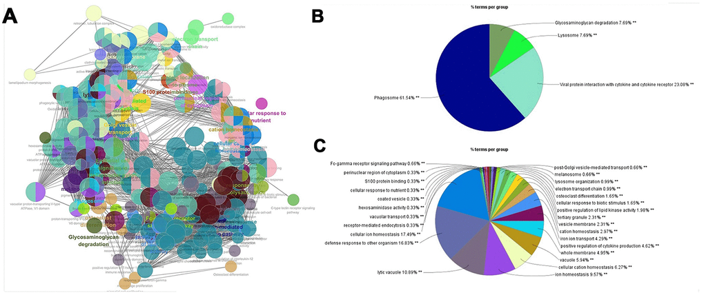 PPI network for macrophage signature genes. (A) The macrophage marker gene set was imported into STRING (https://string-db.org/) to obtain the interaction of these genes, and ClueGO app was used to map the network of enrichment results. Each node is a representative enrichment pathway, the connection line of the node indicates the number of genes shared between pathways, and the color indicates the enrichment classification of the node. (B) Summary of KEGG enrichment results. The function of the gene set is enriched in phagosome, viral protein interaction with cytokine and lysosome, etc. (C) The pie chart shows the enrichment pathway of GO, including cell components, molecular functions and biological processes. Gene function is enriched in defense response, cellular ion homeostasis, and lytic vacuole, etc.