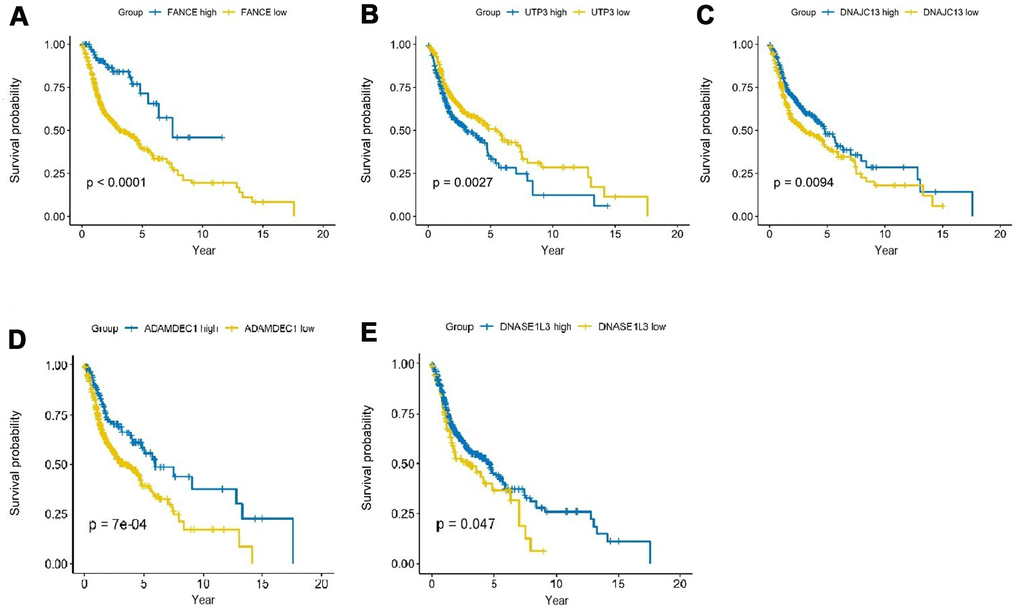 Prognostic analysis of the top 5 genes screened by random forest in HNSC. (A) HNSC patients were divided into high and low expression groups according to the optimal cutoff value. Overexpression of FANCE predicted an improved OS based on the TCGA database (*PB) Increased expression of UTP3 was associated with poorer OS (*P=2.7×10-3). (C) Overexpression of DNAJC13 predicted a better OS (*P=9.4×10-3). (D) Increased expression of ADAMDEC1 predicted an improved OS (*P=0.7×10-3). (E) Overexpression of DNASE1L3 predicted an improved OS (*P=0.047).