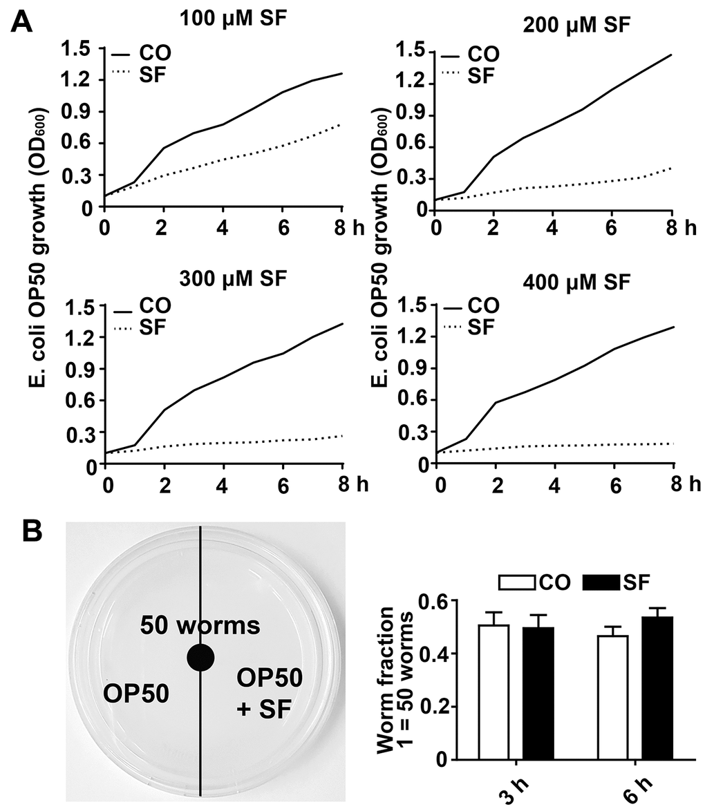 Low-dose sulforaphane does not inhibit OP50 bacterial growth and C. elegans food preferences. (A) A single colony of E. coli OP50 was allowed to grow in 3 ml of LB broth medium in a 37° C shaker overnight. The overnight culture was diluted to an OD600 of approximately 0.1. Then, 15 ml aliquots of this dilution were pipetted into 50 ml falcon tubes in the presence or absence of 100 μM, 200 μM, 300 μM, or 400 μM sulforaphane (SF) as indicated, followed by incubation in a 37° C shaker. The OD600 was measured every 30 min up to 8 h, and the resulting growth curves are presented as E. coli OP50 growth (OD600). (B) Fifty wild-type L4 larvae were placed in the center of an NGM plate with E. coli OP50 bacteria, where the bacteria on the left side contained 100 μM sulforaphane (SF), whereas those on the right side did not (CO), as indicated in the scheme on the left. The number of C. elegans worms on each side of the agar plate was determined by picking and counting the nematodes 3 h and 6 h later. The worm fraction was calculated as the ratio of the number of worms crawling on each side of the plate. The initial number of 50 worms was set as 1. The data are presented in the diagram on the right. Mean values ±SD are given.