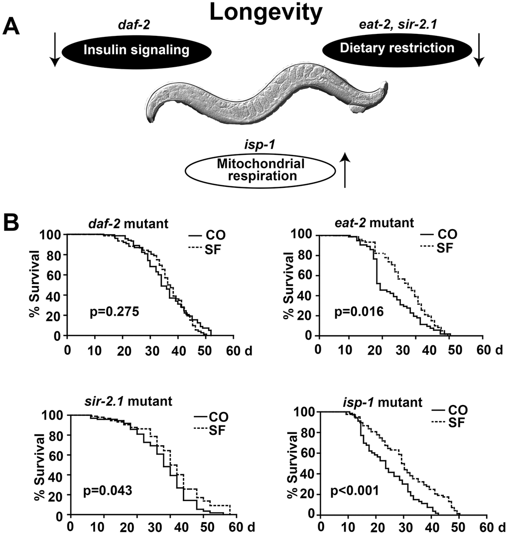 DAF-2/insulin/IGF-1 signaling is required for sulforaphane-mediated longevity. (A) Schematic representation of signaling cascades that are known to regulate longevity in C. elegans, together with the names of the respective mutant C. elegans strains are shown, e.g., reduced DAF-2/insulin signaling, reduced eat-2/sir-2.1 dietary restriction signaling, and enhanced isp-1 mitochondrial respiration. (B) Kaplan-Meier survival curves were generated using C. elegans strains with mutations in daf-2, eat-2, sir-2.1 and isp-1. The worms were fed with OP50 bacterial only (CO) or with 100 μM sulforaphane plus OP50 bacteria (SF), as described in Fig. 1. The daf-2 mutant daf-2(e1370) III strain was cultivated at 15° C, and all other strains were cultivated at 20° C. daf-2(e1370) III: P>0.05, eat-2(ad1113) II: Psir-2.1(ok434) IV: Pisp-1(qm150) IV(D): P