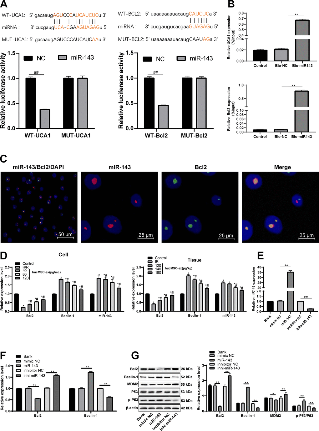 LncRNA UCA1 could competitively bind to miR-143 to upregulate Bcl-2. (A) Dual luciferase reporter gene assay verified the binding relationship between lncRNA UCA1 and miR-143, and Bcl-2 and miR-143. (B) RNA pull-down verified the binding relationship between lncRNA UCA1 and miR-143, and Bcl-2 and miR-143. (C) Two-color fluorescence in-situ hybridization verified the binding relationship between Bcl-2 and miR-143. The probe of miR-143 was labeled with red fluorescence, the probe of BCL2 was labeled with green fluorescence, and the yellow fluorescence was the overlapping of miR-143 and Bcl2, indicating that miR-143 and BCL2 are directly related. (D) Expression of lncRNA UCA1, miR-143, Bcl-2 and Beclin-1 in cardiomyocytes and myocardial tissue. (E, F) After miR-143 mimic or inhibitor transfection, expression of miR-143, Bcl-2 and Beclin-1 was determined by RT-qPCR; (G) Bcl-2 and Beclin-1 protein levels and MDM2/p53 pathway related protein levels were measured Western blot assay. *p vs. the control group; #p vs. the H/R group. All experiments were repeated 3 times. Data in panels (B and E) were analyzed with one-way ANOVA, and data in panels (A, D, F and G) were analyzed with two-way ANOVA, followed by Tukey’s multiple comparisons test.