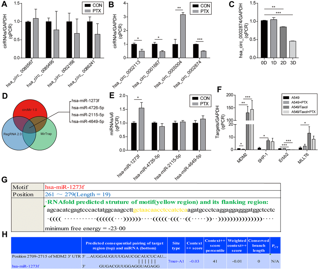 Screening of circRNA and determination of the downstream miRNA. (A, B) Screening for circRNA with the greatest change after PTX administration by qPCR. (C) Confirmation of the hsa