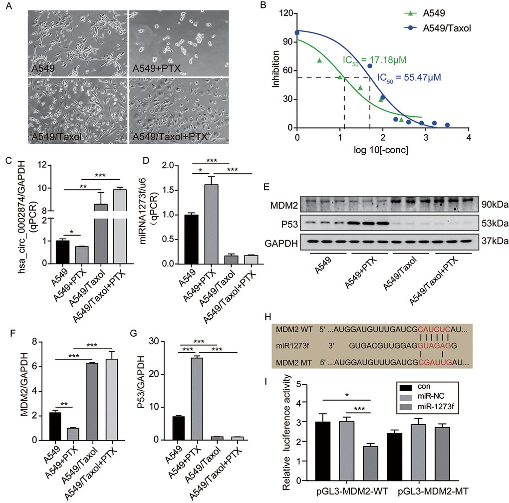 PTX downregulated the expression of hsa