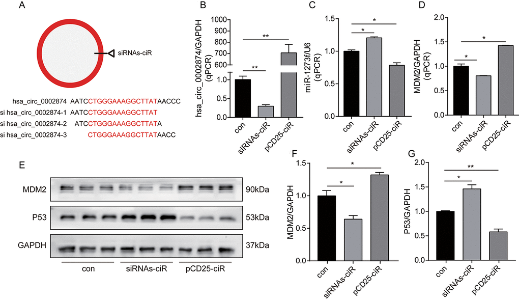 Knockdown or overexpression of hsa