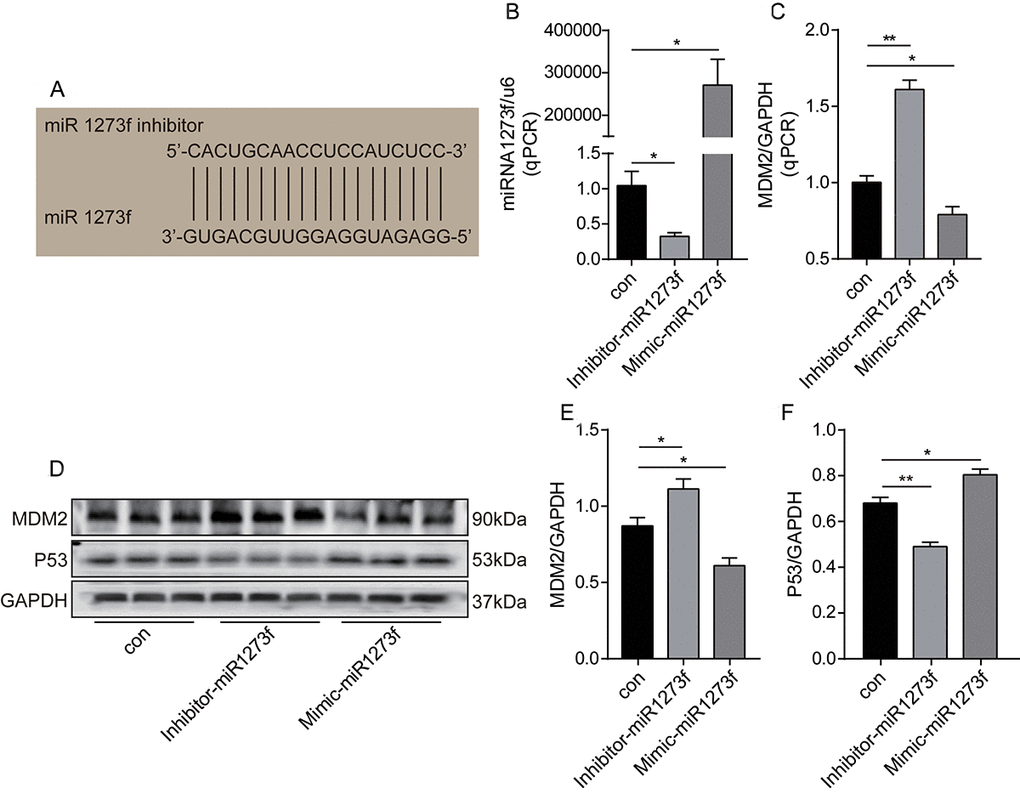 Knockdown or overexpression of miR1273f regulated the expression of MDM2 and P53 in A549 cell line. (A) miR1273f inhibitor specifically targeting the binding sites in miR1273f was designed. (B) miR1273f was determined by qPCR method after transfection of inhibitor-miR1273f and mimic-miR1273f. (C) MDM2 mRNA level was determined by qPCR method after transfection of inhibitor-miR1273f and mimic-miR1273f. (D) MDM2 and P53 expression were determined by western blot after transfection of inhibitor-miR1273f and mimic-miR1273f. (E) The quantification of MDM2 protein was analyzed according to bands in Figure 4D. (F) The quantification of P53 protein was analyzed according to bands in Figure 4D. *p 