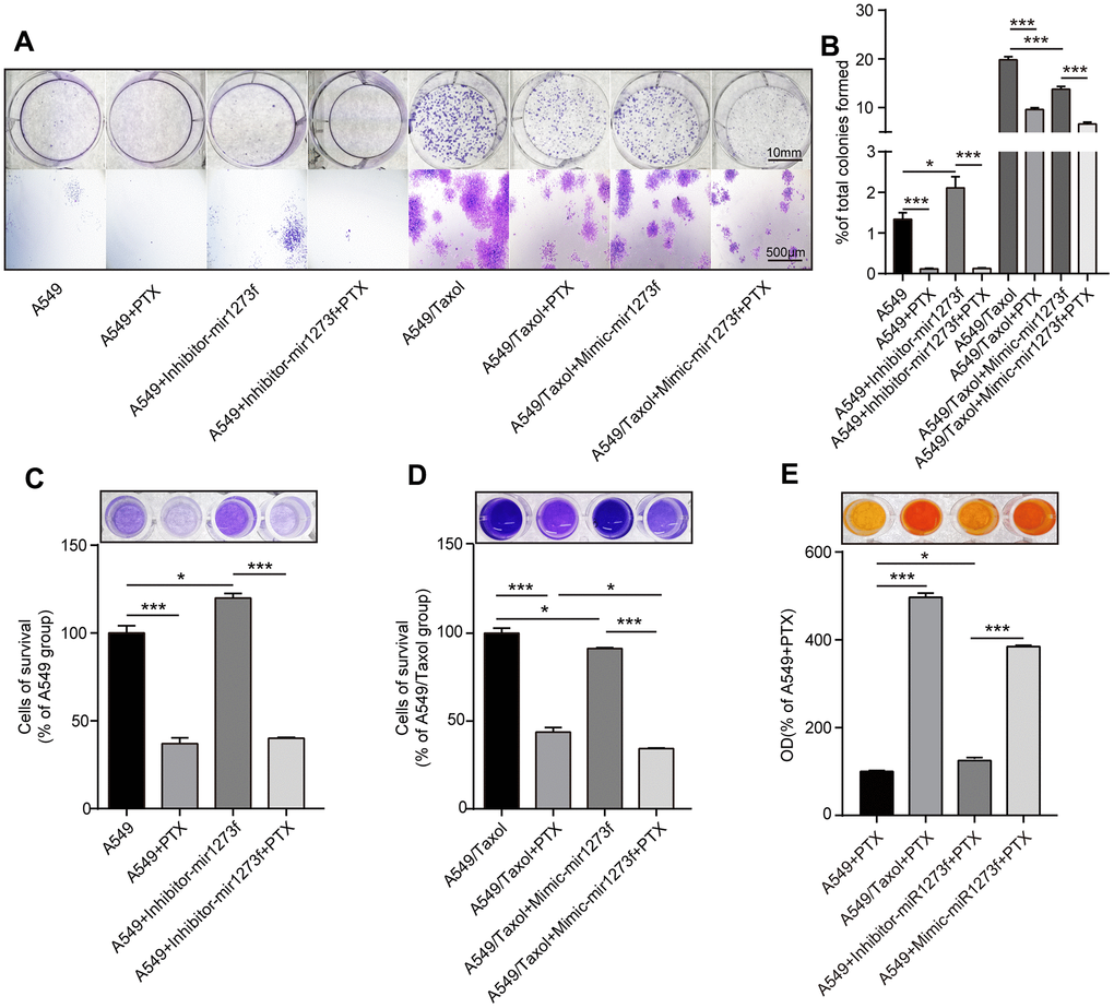 Knockdown of miR1273f could reduce PTX sensitivity in A549 cell line while overexpression of miR1273f could reverse PTX resistance in A549/Taxol cell line. (A) Cell proliferation ability of A549 and A549/Taxol cells treated with PTX after transfection of inhibitor-miR1273f and mimic-miR1273f was evaluated by colony formation assay and crystal violet staining assay. (B) The stained cell area ratio was calculated by 15 random fields per well in Figure 5A (images acquired at 10× magnification). (C) OD values of 4 groups with A549 cells were detected at 595 nm using the NanoDrop ND-1000 spectrophotometer. (D) OD values of 4 groups with A549/Taxol cells were detected at 595 nm using the NanoDrop ND-1000 spectrophotometer. (E) Cell viability of A549 and A549/Taxol cells treated with PTX after transfection of inhibitor-miR1273f and mimic-miR1273f was evaluated by CCK-8 assay. The absorbance at 450 nm of 4 groups was measured using NanoDrop ND-1000 spectrophotometer. *p 