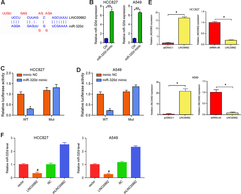 LINC00662 serves as a miR-320d sponge in NSCLC cells. (A) Potential interaction between lncRNA LINC00662 and miR-320d was identified by the bioinformatic analysis using ENCORI (http://starbase.sysu.edu.cn/index.php). (B) The expression levels of miR-320d were tested by qPCR in the HCC827 and A549 cells treated with control mimic (miR-NC) or miR-320d mimics. (C, D) Luciferase activities of LINC00662 (LINC00662 WT) and LINC00662 with the miR-320d-binding site mutant (LINC00662 MUT) were determined by luciferase reporter gene assays in the HCC827 and A549 cells treated with control mimic (miR-NC) or miR-320d mimic. (E) The efficiency of the LINC00662 depletion and the LINC00662 overexpression was validated by qPCR assays in the cells. (F) The HCC827 and A549 cells were treated with the lentiviral plasmids carrying LINC00662 shRNA (shLINC00662) or corresponding control shRNA (shNC), or transfected with the LINC00662 overexpression vector or the corresponding control vector. The expression of miR-320d was tested by qPCR assays in the cells. Data are presented as mean ± SD. Statistic significant differences were indicated: * P P 