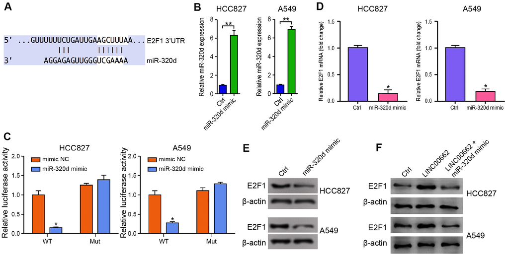 MiR-320d targets E2F1 in NSCLC cells. (A) The interaction of miR-320d and E2F1 3’ UTR was identified by bioinformatic analysis using Targetscan (http://www.targetscan.org/vert