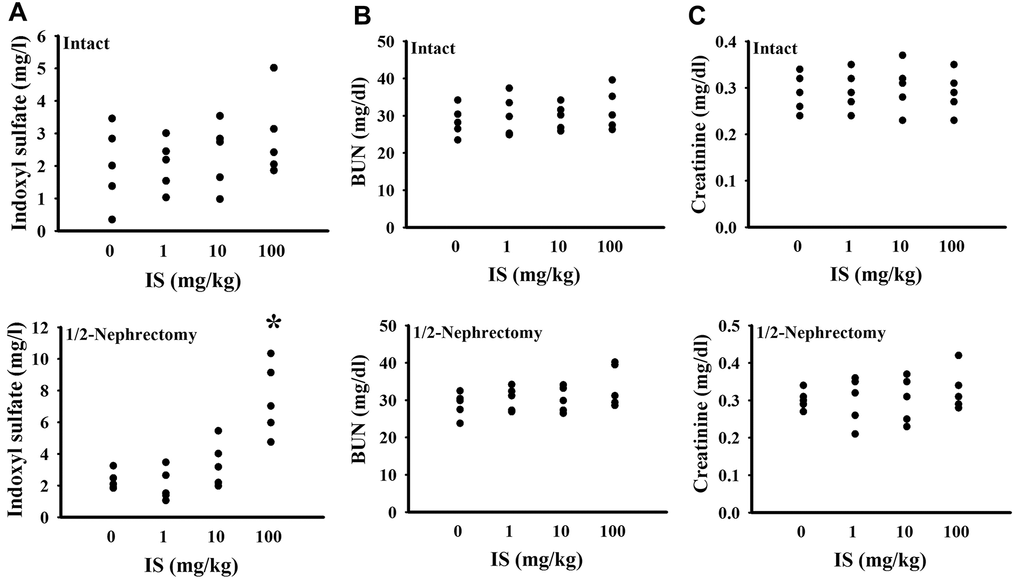 Indoxyl sulfate administration caused indoxyl sulfate serum accumulation in unilateral nephrectomized mice. The intact and unilateral nephrectomized (1/2-Nephrectomy) mice were intraperitoneally injected with various doses of indoxyl sulfate (IS) for 7 weeks. The blood was collected and subjected to the measurement of indoxyl sulfate (A), BUN (B), and creatinine (C). *p 