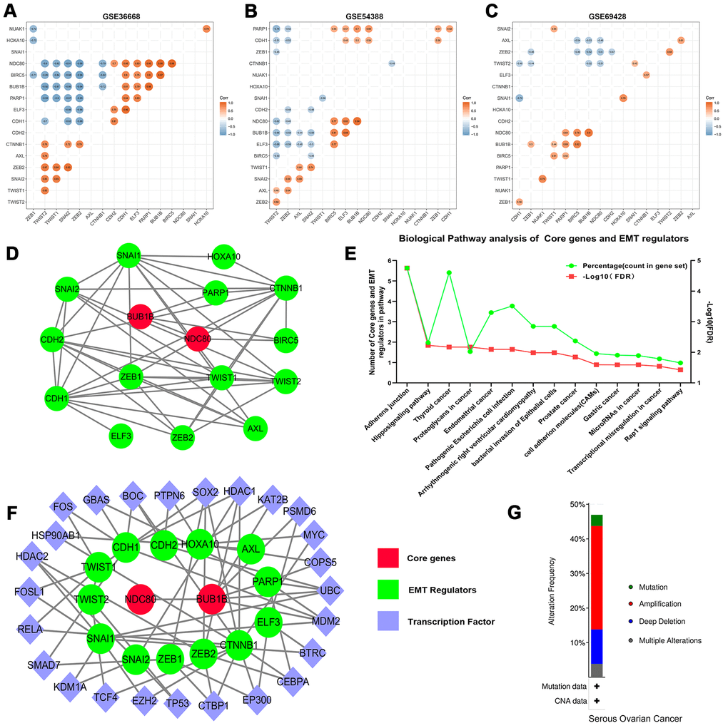 Correlation analysis of the core genes and EMT regulators in datasets (A) GES36668, (B) GES54388, (C) GSE69428. (D) The PPIs network of core genes and EMT regulators. The red color indicates core genes, and the green color predicts EMT regulators. (E) KEGG pathway enrichment analysis of core genes and EMT regulators. Only the enriched pathways with FDRF) The ovary-specific PPIs integrated network of core genes and EMT regulators, the red color indicates core genes, the green color predicts EMT regulators and the purple color represents transcription factors. (G) An overview of the alteration of the core genes and EMT regulators in the genomics datasets of OSC in the TCGA database.