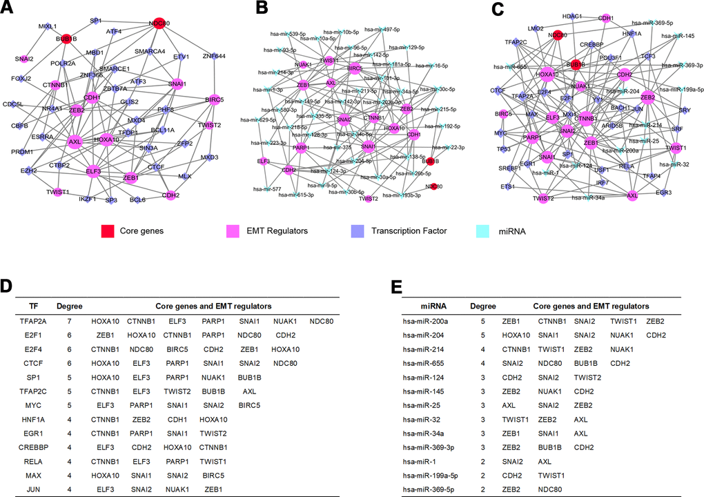 GRN analysis of core genes and EMT regulators. (A) Network of TFs-core genes and EMT regulators was obtained from ENCODE database. (B) Network of miRNAs-core genes and EMT regulators was obtained from TarBase and miRTarBase database. (C) Integrative regulatory network of TFs-miRNAs-core genes and EMT regulators. (D) Core genes and EMT regulators regulated by TFs. (E) Core genes and EMT regulators modulated by miRNAs.