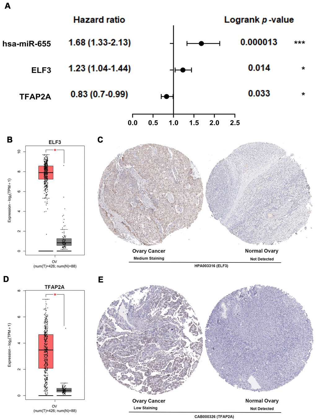 Multidimensional validation and efficacy evaluation with the core TF, EMT regulator and miRNA. (A) Survival prognosis forest map related to TFAP2A, hsa-miR-655 and ELF3 in patients with OSC. (B) The expression level of ELF3 from ovary cancer samples (red) and normal ovary samples (gray). (C) Validation of ELF3 from the HPA database. (D) The expression level of TFAP2A from ovary cancer samples and normal ovary samples. (E) Validation of TFAP2A from the HPA database.