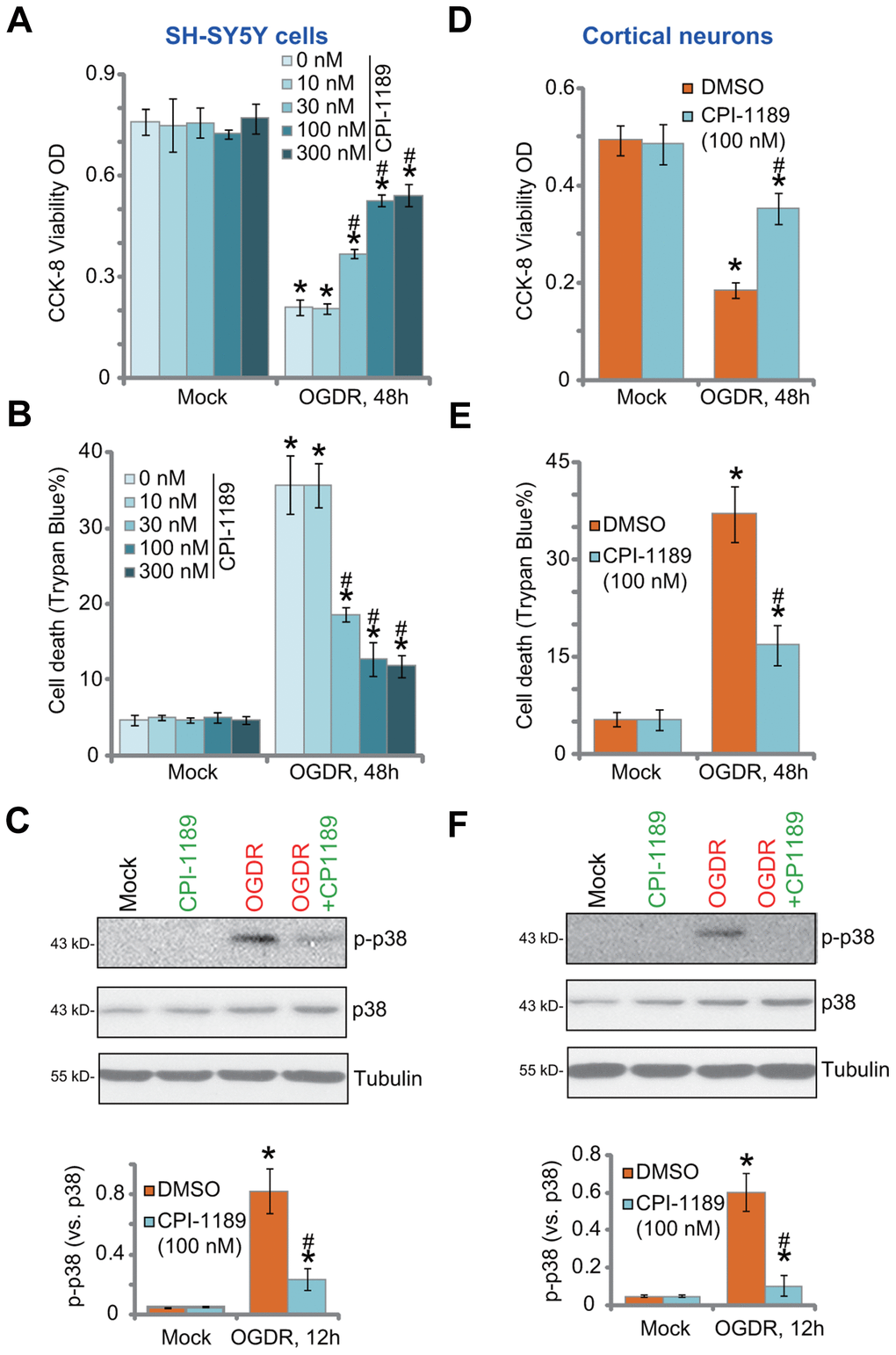 CPI-1189 protects neuronal cells from OGDR-induced cell death. SH-SY5Y neuronal cells (A–C) or primary murine cortical neurons (D–F) were pretreated for 1h with CPI-1189 (at applied concentrations) and subjected to OGDR procedure, cells were cultured for applied time periods, cell viability, cell death and p38 activation were tested by CCK-8 (A–D), Trypan blue staining (B–E) and Western blotting (C–F) assays, respectively. “Mock” stands for neuronal cells placed in norm-oxygenated regular medium containing glucose (same for all Figures). Quantified values were mean ± standard deviation (SD, n=5). * P vs. “Mock” cells. #P vs. cells with OGDR stimulation but “DMSO (0.1%)” pretreatment. Experiments were repeated three times, with similar results obtained.